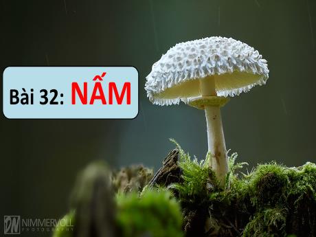 Bài giảng Khoa học tự nhiên 6 (Kết nối tri thức) - Bài 32: Nấm - Trường THCS Cấp Tiến - Bạch Đằng