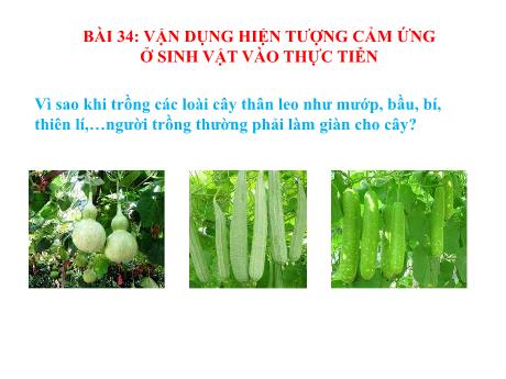 Bài giảng Khoa học tự nhiên 7 - Bài 34: Vận dụng hiên tượng cảm ứng ở sinh vật vào thực tiễn - Trường THCS Cấp Tiến - Bạch Đằng